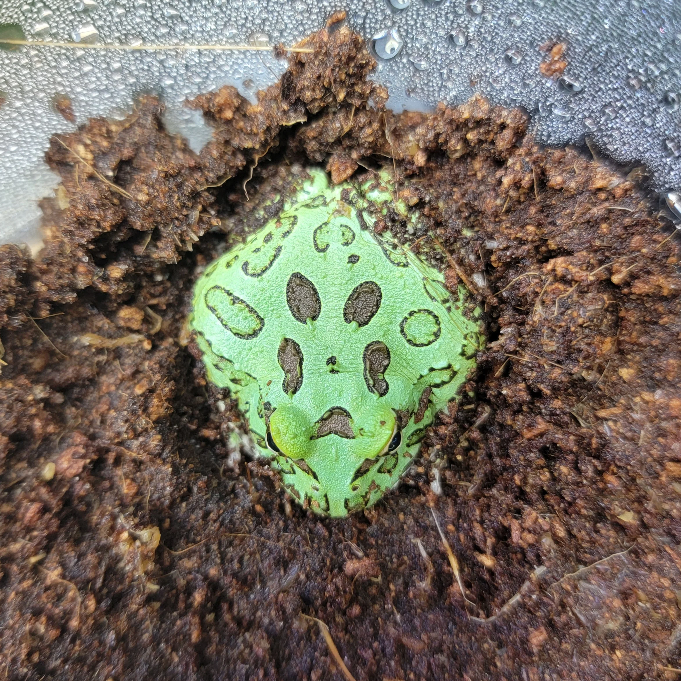 Ceratophrys (Pac Man Frogs)